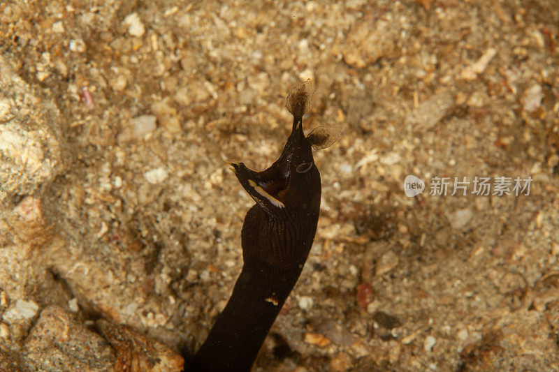 巨型马里鳗鱼(Gymnothorax javanicus)默里